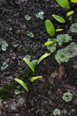 Seçici odak eğreltiotu, Tayland 'da yemyeşil bir yağmur ormanında nemli kayalar ve yosunlar üzerinde yetişen bitkiler, doğal doku arka planı..