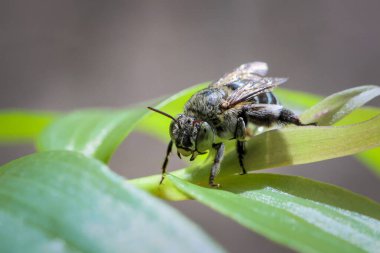 Yağmur mevsiminde, ormanın yeşil yaprakları üzerindeki mavi bantlı arı. Yeşil doğa arkaplanı.