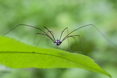 Yağmur mevsiminde ormanda yeşil yapraklar üzerinde yakın plan örümcek hasatçıları. Yeşil doğa arkaplanı.