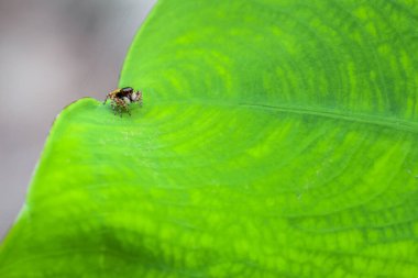 Güzel kürk dokusuna sahip şirin, büyük gözlü örümcek. Yağmur mevsimi ormanlarında yeşil taro yaprağı üzerinde turuncu örümcek. Tayland 'daki nemli orman. Metin için boşluk var.