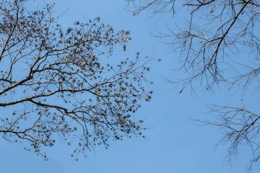 Yaz ağacı dalları, güzel şekil, gökyüzü arkaplanı