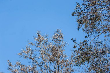 Güzel bir yaz ağacı. Rüzgarlı, gökyüzü arka planlı.