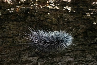 Seçici odak noktası Macrobrochis gigas tırtılları. Yağmur mevsiminin başında ağaçlarda yumuşak beyaz tüylü siyah tırtıllar. Bu şirin tırtıllar zehirli değildir ve yemyeşil bir ormanın ortasındadır..