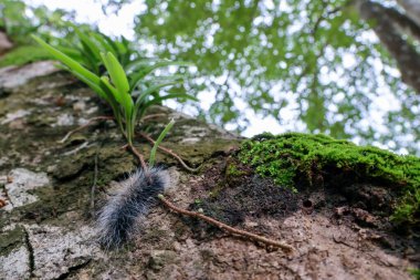 Seçici odak noktası Macrobrochis gigas tırtılları, yumuşak beyaz tüylü siyah yosunlu ağaçlar yağmur mevsiminin başlangıcında bu tırtıllar zehirli değildir ve yemyeşil ormanların tam ortasındadır. 