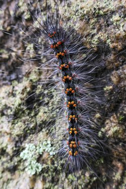 Seçici odak noktası Macrobrochis gigas tırtılları. Yağmur mevsiminin başında yosun tutmuş kayalarda yumuşak beyaz tüylü siyah tırtıllar. Bu tırtıllar zehirli değildir ve yemyeşil bir ormanın ortasındadır..