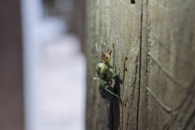 seçici Weaver karıncaları, Yeşil karıncalar Oecophylla smaragdina, yeryüzündeki kraliçe karıncalar