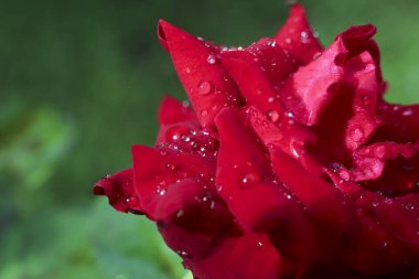 Yağmur mevsiminde taze kırmızı gül yapraklarının üzerindeki çiy damlaları üzerine seçici bir odaklanma, yeşil arkaplan.