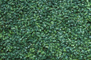 Yeşil yapay bitki dokusu arka planı. Küçük yeşil yapraklar plastik desenli arka plandan yapılır..