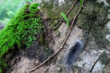 Seçici odak noktası Macrobrochis gigas tırtılları, yumuşak beyaz tüylü siyah yosunlu ağaçlar yağmur mevsiminin başlangıcında bu tırtıllar zehirli değildir ve yemyeşil ormanların tam ortasındadır. 