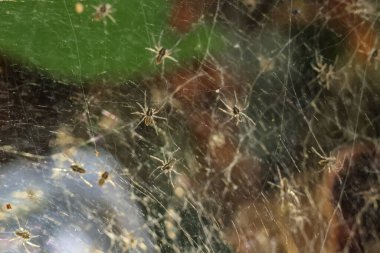 seçici odak örümcekleri, bir sürü küçük örümcek, ormandaki örümcek ağı dokusu