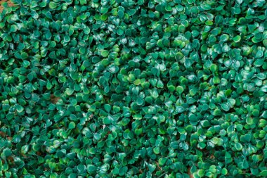 Yeşil yapay bitki dokusu arka planı. Küçük yeşil yapraklar plastik desenli arka plandan yapılır..