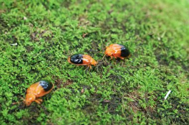 Yağmur mevsiminde ormanda kayaları kaplayan yeşil yosun üzerindeki turuncu uğur böceği. Yeşil doğa arkaplanı.