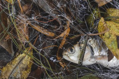 Seçici odaklanma. Ağa takılmış balık ve bir sürü yaprak. Doğal nehir kaynaklarından balık yakalayan köylüler için besin kaynağı olan balıklar. Metin için boşluk var.