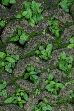 Beton bir tuğla deliğinde büyüyen bitki dokusu. Çim ekmek için kaldırım taşının ortasında bir delik var..