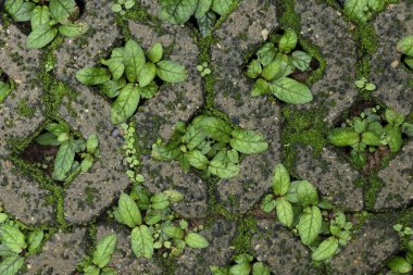 Beton bir tuğla deliğinde büyüyen bitki dokusu. Çim ekmek için kaldırım taşının ortasında bir delik var..