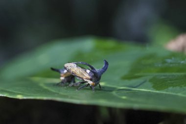 Seçici odak noktası. Tayland 'da yağmur mevsiminde nemli bir ormanda yeşil yapraklar üzerinde üreyen tuhaf ağaçkakan, Membracidae familyası..