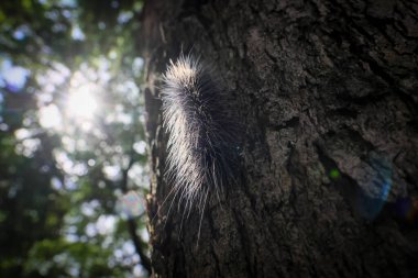 Seçici odak noktası Macrobrochis gigas tırtılları. Yağmur mevsiminin başında ağaçlarda yumuşak beyaz tüylü siyah tırtıllar. Bu şirin tırtıllar zehirli değildir ve yemyeşil bir ormanın ortasındadır..