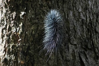 Seçici odak noktası Macrobrochis gigas tırtılları. Yağmur mevsiminin başında ağaçlarda yumuşak beyaz tüylü siyah tırtıllar. Bu şirin tırtıllar zehirli değildir ve yemyeşil bir ormanın ortasındadır..
