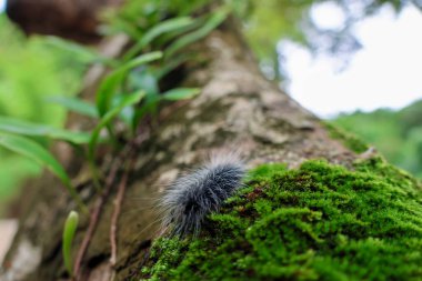 Seçici odak noktası Macrobrochis gigas tırtılları, yumuşak beyaz tüylü siyah yosunlu ağaçlar yağmur mevsiminin başlangıcında bu tırtıllar zehirli değildir ve yemyeşil ormanların tam ortasındadır. 