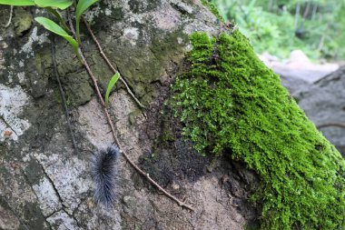 Seçici odak noktası Macrobrochis gigas tırtılları, yumuşak beyaz tüylü siyah yosunlu ağaçlar yağmur mevsiminin başlangıcında bu tırtıllar zehirli değildir ve yemyeşil ormanların tam ortasındadır. 