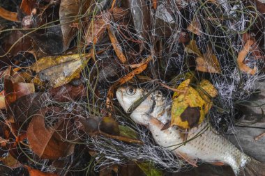 Seçici odaklanma. Ağa takılmış balık ve bir sürü yaprak. Doğal nehir kaynaklarından balık yakalayan köylüler için besin kaynağı olan balıklar. Metin için boşluk var.