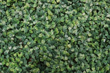 Yeşil yapay bitki dokusu arka planı. Küçük yeşil yapraklar plastik desenli arka plandan yapılır..