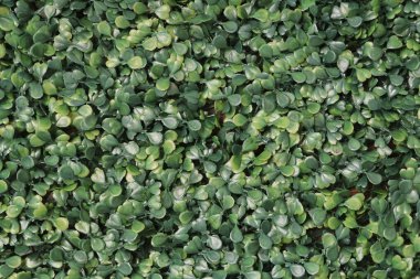 Yeşil yapay bitki dokusu arka planı. Küçük yeşil yapraklar plastik desenli arka plandan yapılır..