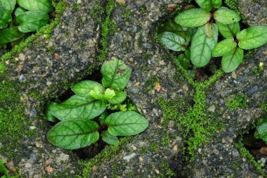 Beton bir tuğla deliğinde büyüyen bitki dokusu. Çim ekmek için kaldırım taşının ortasında bir delik var..