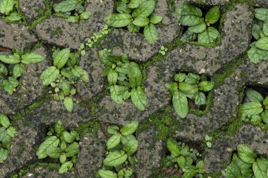 Beton bir tuğla deliğinde büyüyen bitki dokusu. Çim ekmek için kaldırım taşının ortasında bir delik var..