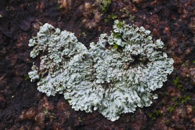 Seçici odak noktası Diploisia canescens - Tayland 'da yemyeşil bir yağmur ormanında, doğal doku arka planına sahip nemli kayalar ve yosunlar üzerinde büyüyen bir Lichen.