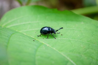 Yakın plan Mavi Kalotropis Böceği (Chrysochus pulcher) yağmur mevsiminde ormandaki yeşil yaprakların üzerindedir. Yeşil doğa arkaplanı.