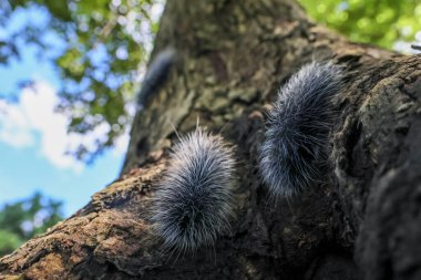 Seçici odak noktası Macrobrochis gigas tırtılları, yağmur mevsiminin başında ağaçlarda yumuşak beyaz tüylü iki siyah. Bu şirin tırtıllar zehirli değildir ve yemyeşil bir ormanın ortasındadır..