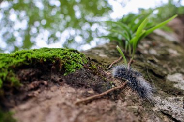 Seçici odak noktası Macrobrochis gigas tırtılları, yumuşak beyaz tüylü siyah yosunlu ağaçlar yağmur mevsiminin başlangıcında bu tırtıllar zehirli değildir ve yemyeşil ormanların tam ortasındadır. 