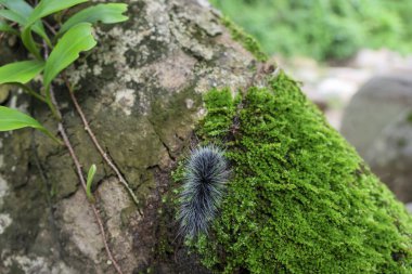 Seçici odak noktası Macrobrochis gigas tırtılları, yumuşak beyaz tüylü siyah yosunlu ağaçlar yağmur mevsiminin başlangıcında bu tırtıllar zehirli değildir ve yemyeşil ormanların tam ortasındadır. 