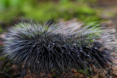 Seçici odak noktası Macrobrochis gigas tırtılları. Yağmur mevsiminin başında yosun tutmuş kayalarda yumuşak beyaz tüylü siyah tırtıllar. Bu tırtıllar zehirli değildir ve yemyeşil bir ormanın ortasındadır..