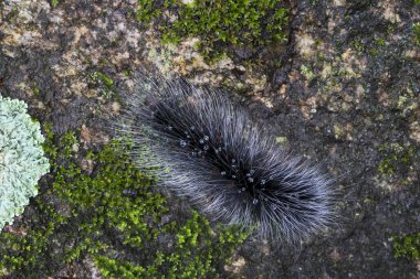 Seçici odak noktası Macrobrochis gigas tırtılları. Yağmur mevsiminin başında yosun tutmuş kayalarda yumuşak beyaz tüylü siyah tırtıllar. Bu tırtıllar zehirli değildir ve yemyeşil bir ormanın ortasındadır..
