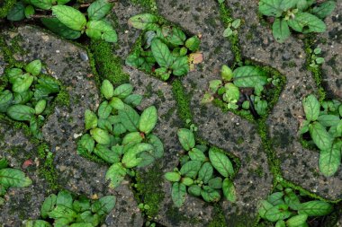Beton bir tuğla deliğinde büyüyen bitki dokusu. Çim ekmek için kaldırım taşının ortasında bir delik var..
