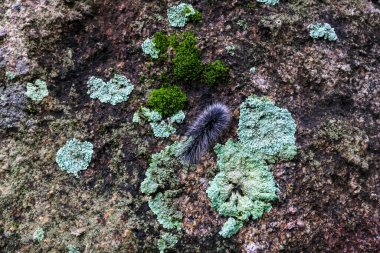 Seçici odak noktası Macrobrochis gigas tırtılları. Yağmur mevsiminin başında yosun tutmuş kayalarda yumuşak beyaz tüylü siyah tırtıllar. Bu tırtıllar zehirli değildir ve yemyeşil bir ormanın ortasındadır..