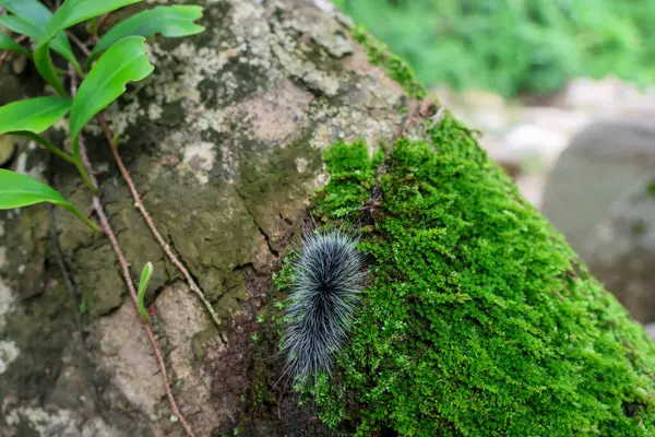 Seçici odak noktası Macrobrochis gigas tırtılları, yumuşak beyaz tüylü siyah yosunlu ağaçlar yağmur mevsiminin başlangıcında bu tırtıllar zehirli değildir ve yemyeşil ormanların tam ortasındadır. 