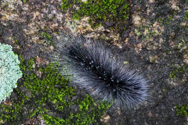 Seçici odak noktası Macrobrochis gigas tırtılları. Yağmur mevsiminin başında yosun tutmuş kayalarda yumuşak beyaz tüylü siyah tırtıllar. Bu tırtıllar zehirli değildir ve yemyeşil bir ormanın ortasındadır..