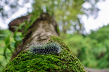 Seçici odak noktası Macrobrochis gigas tırtılları, yumuşak beyaz tüylü siyah yosunlu ağaçlar yağmur mevsiminin başlangıcında bu tırtıllar zehirli değildir ve yemyeşil ormanların tam ortasındadır. 