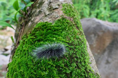 Seçici odak noktası Macrobrochis gigas tırtılları, yumuşak beyaz tüylü siyah yosunlu ağaçlar yağmur mevsiminin başlangıcında bu tırtıllar zehirli değildir ve yemyeşil ormanların tam ortasındadır. 