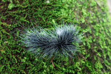 Seçici odak noktası Macrobrochis gigas tırtılları, yumuşak beyaz tüylü siyah yosunlu ağaçlar yağmur mevsiminin başlangıcında bu tırtıllar zehirli değildir ve yemyeşil ormanların tam ortasındadır. 