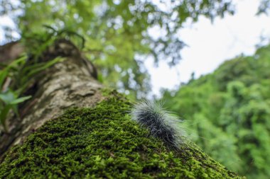 Seçici odak noktası Macrobrochis gigas tırtılları, yumuşak beyaz tüylü siyah yosunlu ağaçlar yağmur mevsiminin başlangıcında bu tırtıllar zehirli değildir ve yemyeşil ormanların tam ortasındadır. 