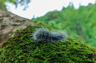 Seçici odak noktası Macrobrochis gigas tırtılları, yumuşak beyaz tüylü siyah yosunlu ağaçlar yağmur mevsiminin başlangıcında bu tırtıllar zehirli değildir ve yemyeşil ormanların tam ortasındadır. 