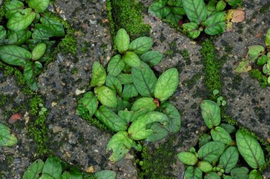 Beton bir tuğla deliğinde büyüyen bitki dokusu. Çim ekmek için kaldırım taşının ortasında bir delik var..