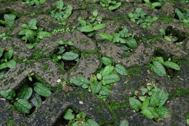 Beton bir tuğla deliğinde büyüyen bitki dokusu. Çim ekmek için kaldırım taşının ortasında bir delik var..