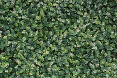 Yeşil yapay bitki dokusu arka planı. Küçük yeşil yapraklar plastik desenli arka plandan yapılır..