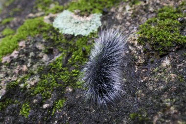 Seçici odak noktası Macrobrochis gigas tırtılları. Yağmur mevsiminin başında yosun tutmuş kayalarda yumuşak beyaz tüylü siyah tırtıllar. Bu tırtıllar zehirli değildir ve yemyeşil bir ormanın ortasındadır..