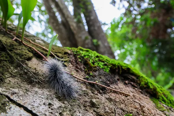 Seçici odak noktası Macrobrochis gigas tırtılları, yumuşak beyaz tüylü siyah yosunlu ağaçlar yağmur mevsiminin başlangıcında bu tırtıllar zehirli değildir ve yemyeşil ormanların tam ortasındadır. 